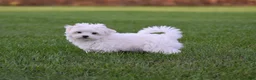 Maltese dogs for sale: Maggie - Ad 1