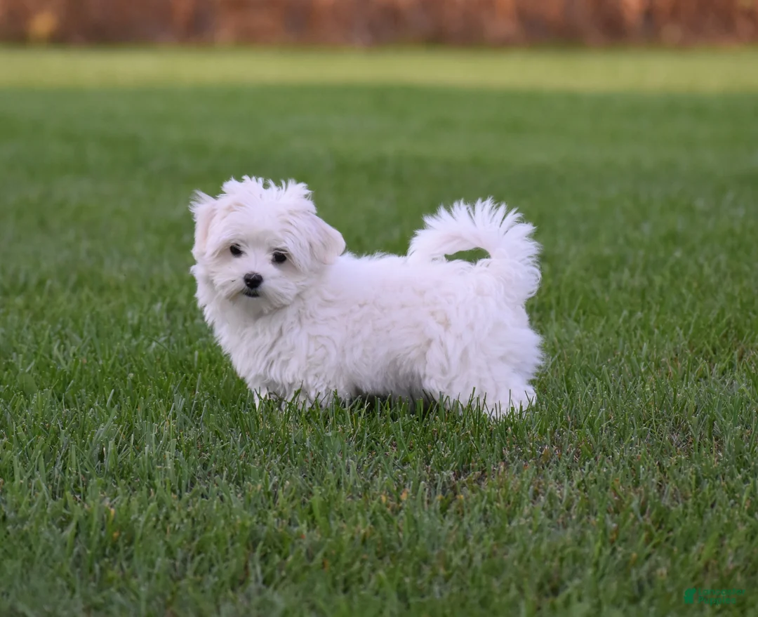 Maltese dogs for sale: Maggie - Ad 1