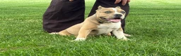 American Bully dogs for sale: Faye - Ad 2