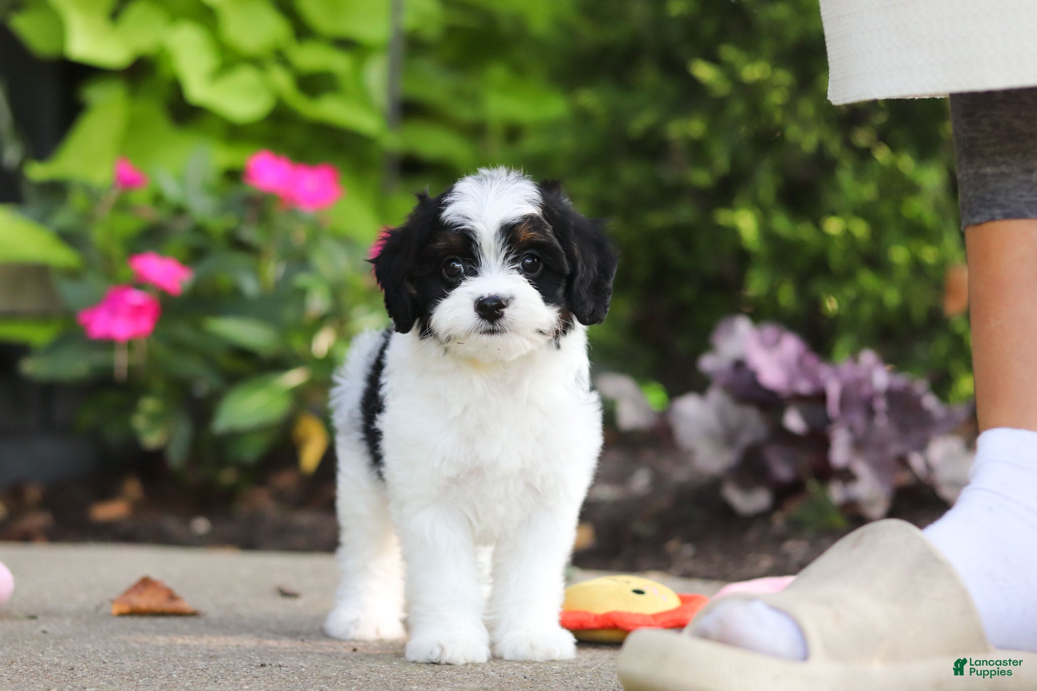 Cavapoo dogs Lacey - Ad 1