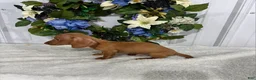 Miniature Dachshund dogs for sale: Kobe - Ad 4