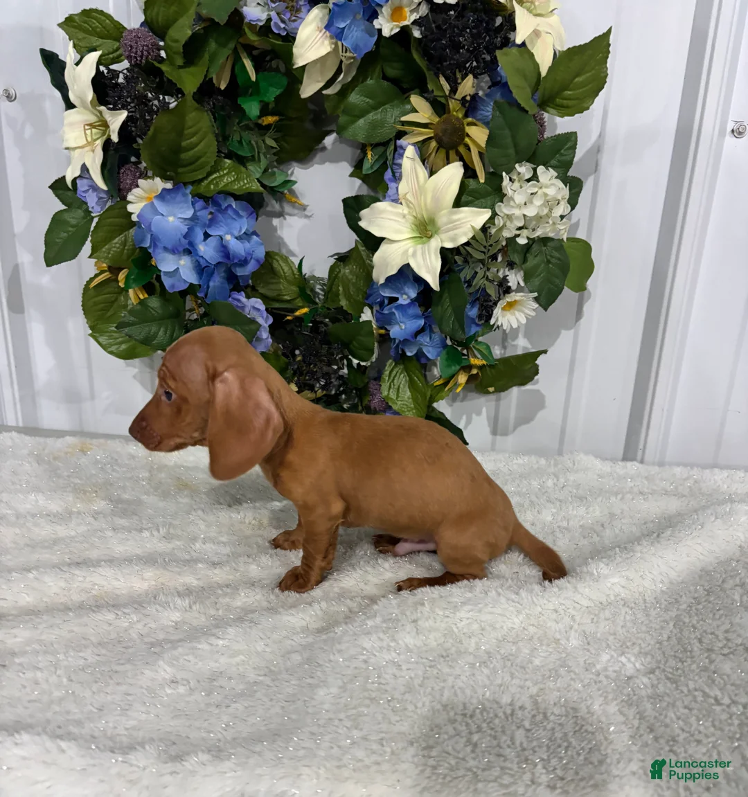 Miniature Dachshund dogs for sale: Kobe - Ad 4