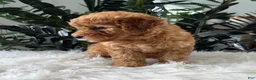 Mini Goldendoodle dogs for sale: Button - Ad 4