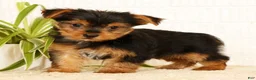 Yorkshire Terrier dogs for sale: Sammy - Ad 6
