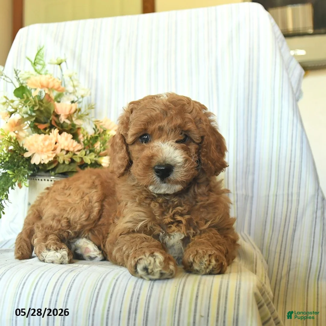 Mini Goldendoodle dogs for sale: Ike  - Ad 2