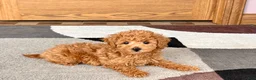 Maltipoo dogs for sale: Kyle - Ad 9