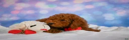 Miniature Poodle dogs for sale: Joey - Ad 4