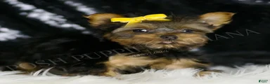 Lil Dude 