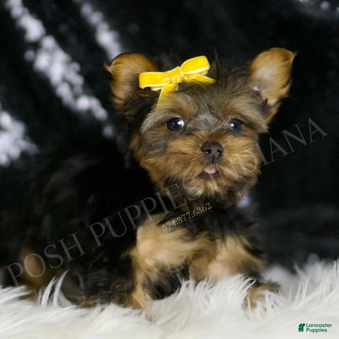 Yorkshire Terrier dogs for sale: Lil Dude  - Ad 1