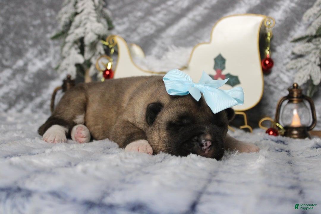 Akita dogs for sale: Jill  - Ad 7