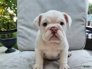 English Bulldog dogs for sale: Winter - Ad 2