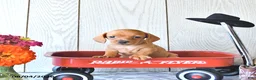 Miniature Dachshund dogs for sale: Ronny - Ad 2