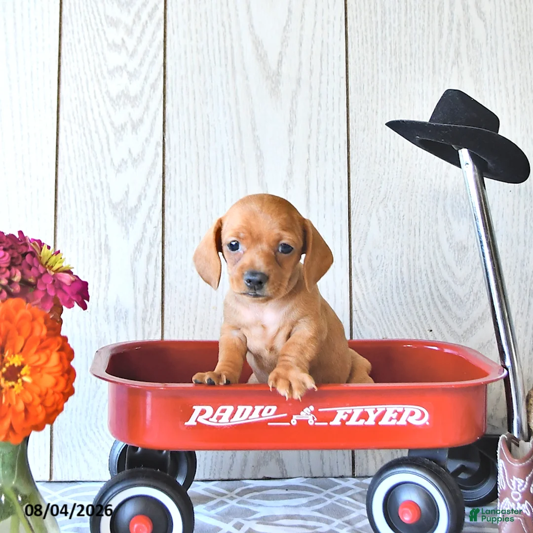 Miniature Dachshund dogs for sale: Ronny - Ad 2