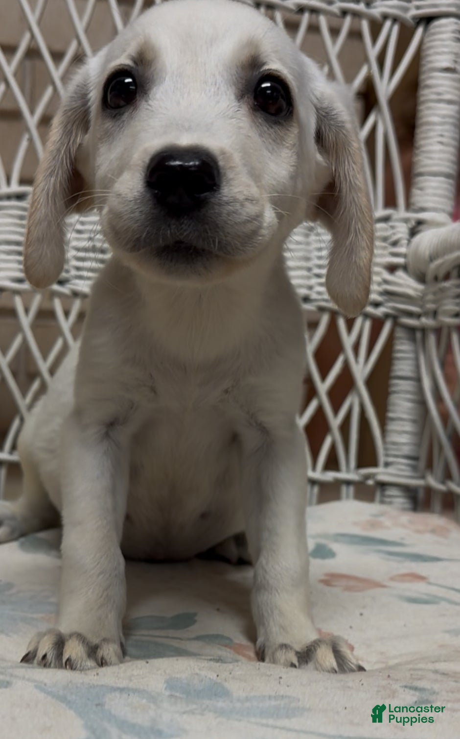Labrador Retriever dogs for sale: Labrador Retriever Jackie - Ad 59