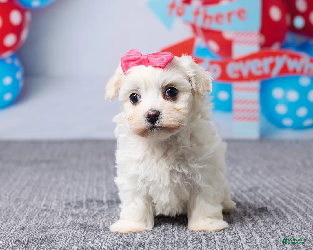 Mixed Breed dogs for sale: Macy - Ad 1