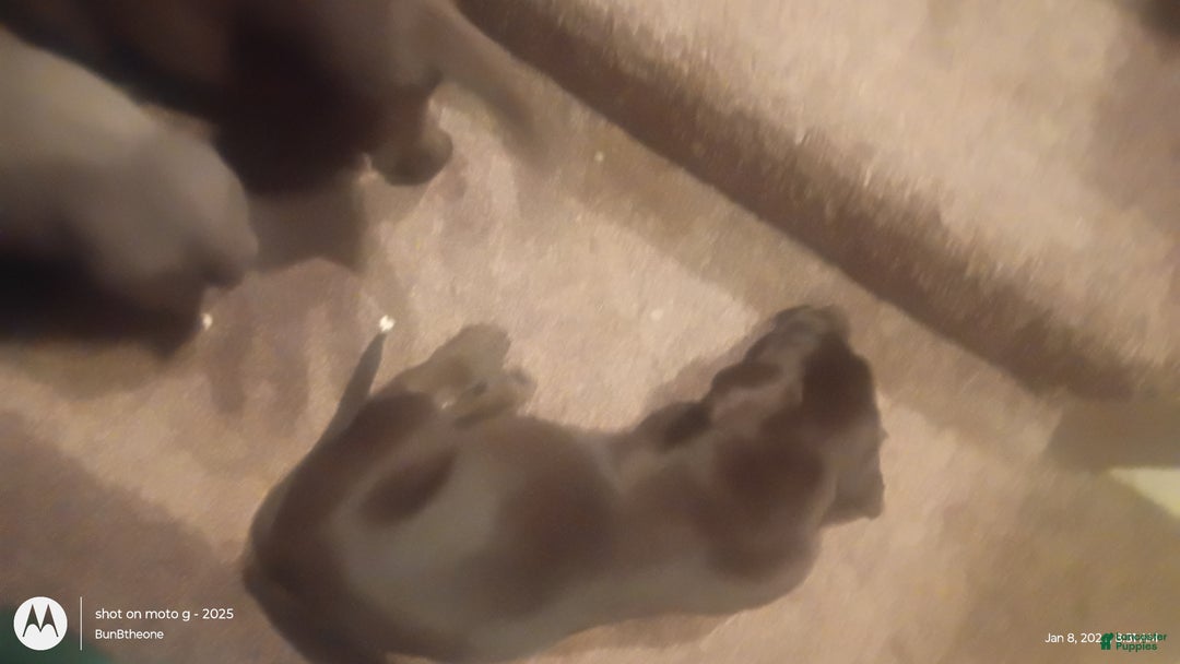 Labrador Retriever dogs for sale: Labrador Retriever Puppy 3 - Ad 13