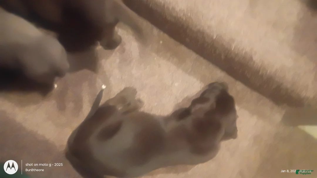 Labrador Retriever dogs for sale: Labrador Retriever Puppy 3 - Ad 13