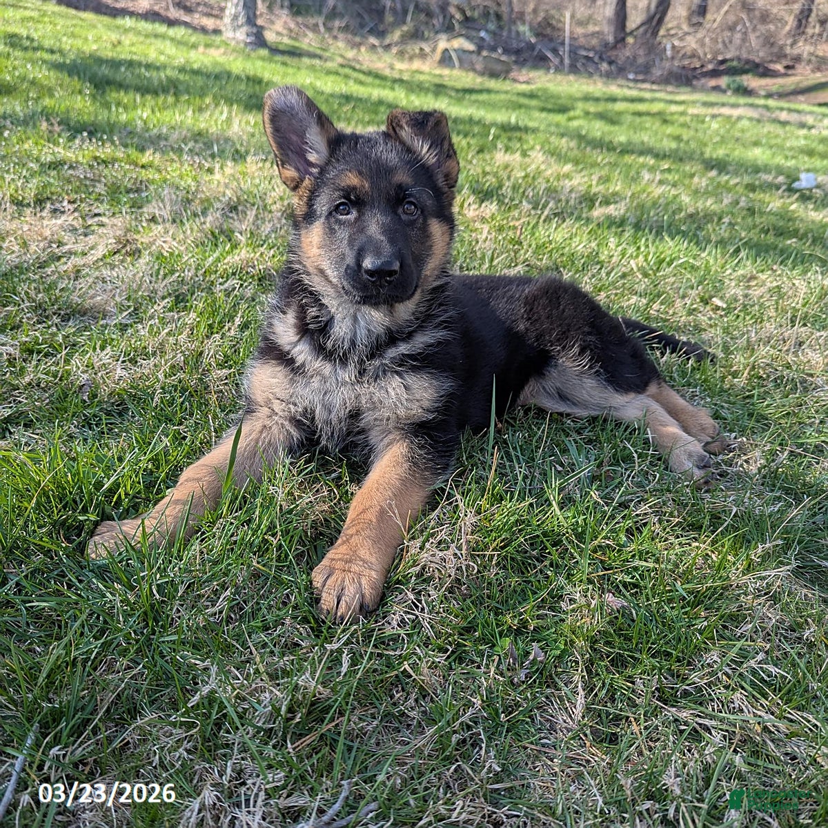 German Shepherd dogs Missy - Ad 1