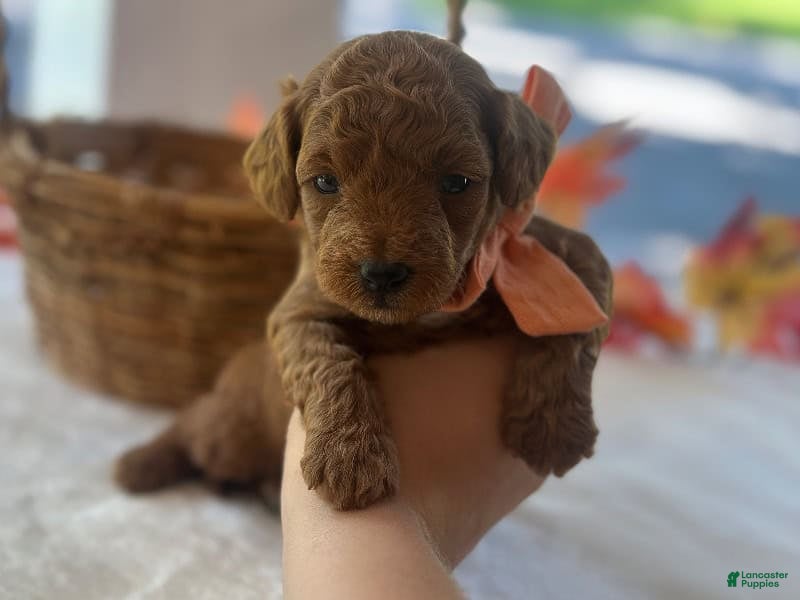 Mini Goldendoodle dogs Reggie - Ad 2