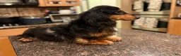Miniature Dachshund dogs for sale: Champion sired Russian AKC boy - Ad 3