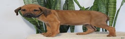 Rhodesian Ridgeback dogs for sale: Benji - Ad 2