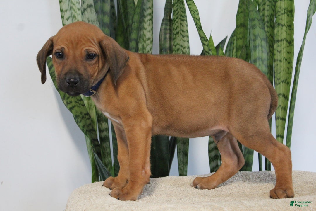 Rhodesian Ridgeback dogs for sale: Benji - Ad 2