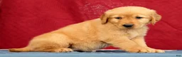 Golden Retriever dogs for sale: Genesis - Ad 8