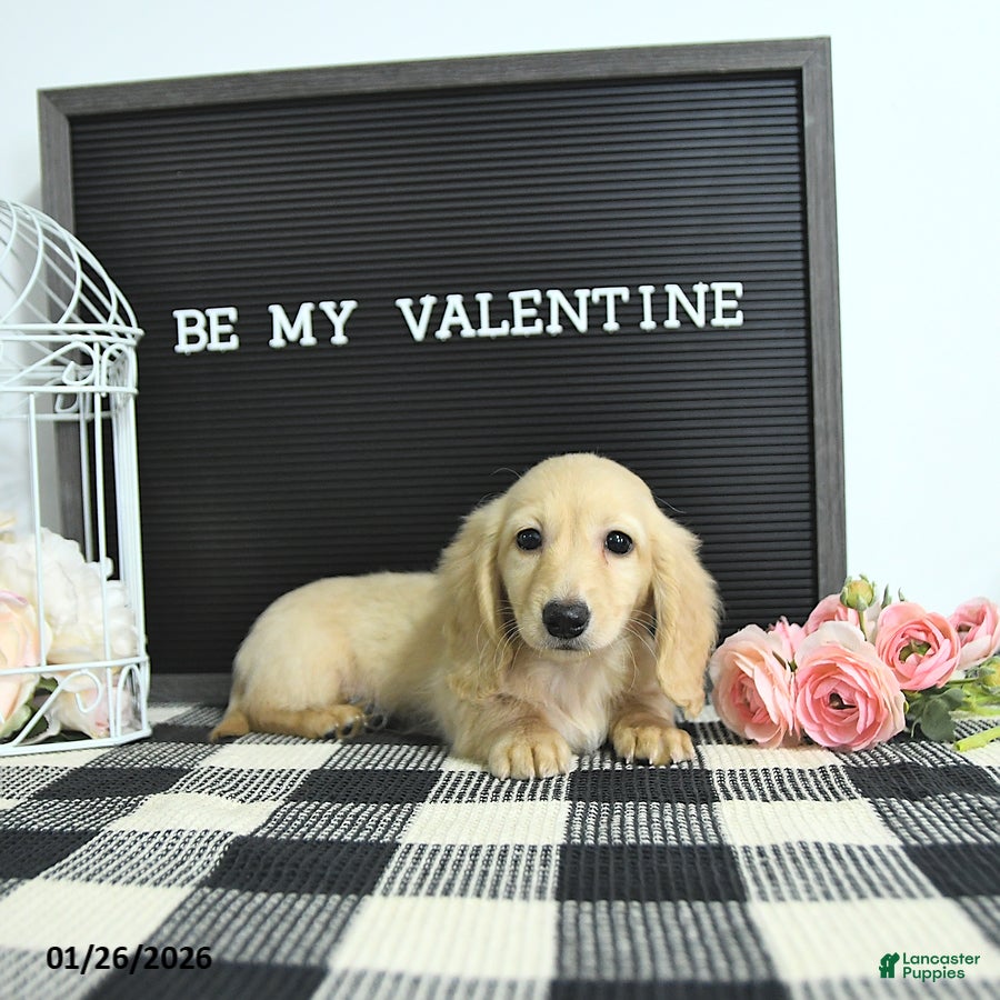 Miniature Dachshund dogs Winter - Ad 3