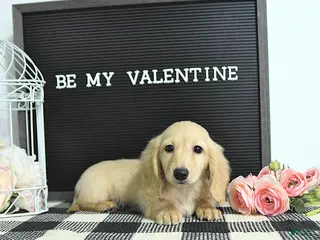 Miniature Dachshund dogs Winter - Ad 3