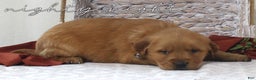 Golden Retriever dogs for sale: Oscar - Ad 2