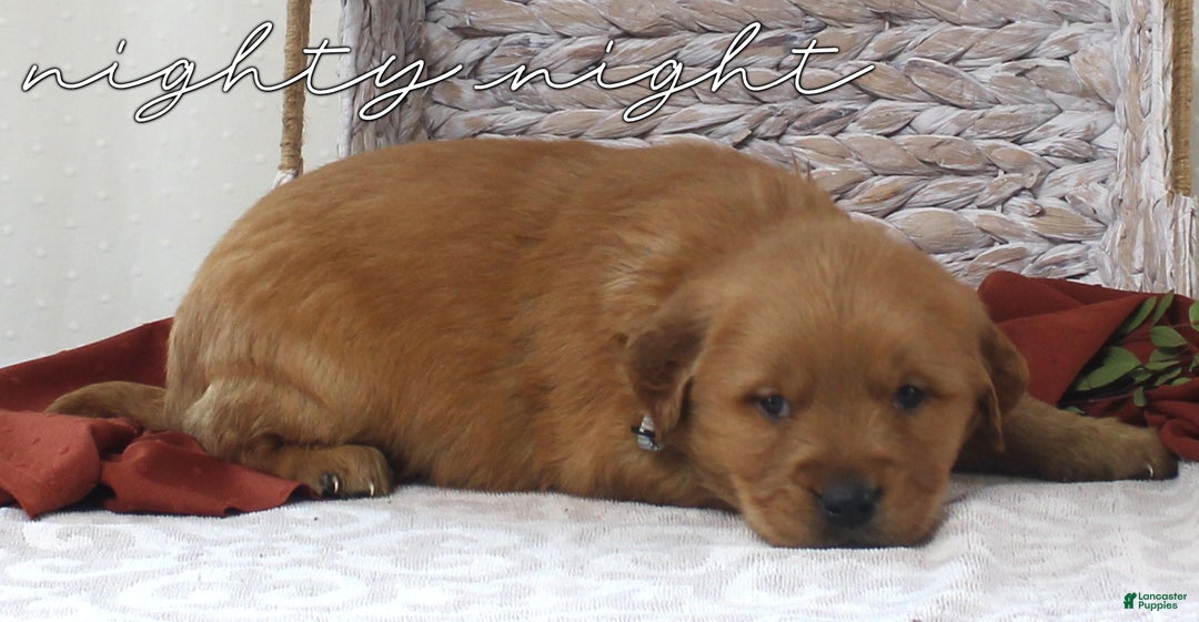 Golden Retriever dogs for sale: Oscar - Ad 2