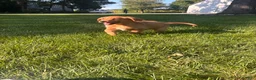 Golden Retriever dogs for sale: Lottie  - Ad 3