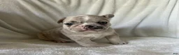 French Bulldog dogs for sale: Obi - FEMALE - Ad 5