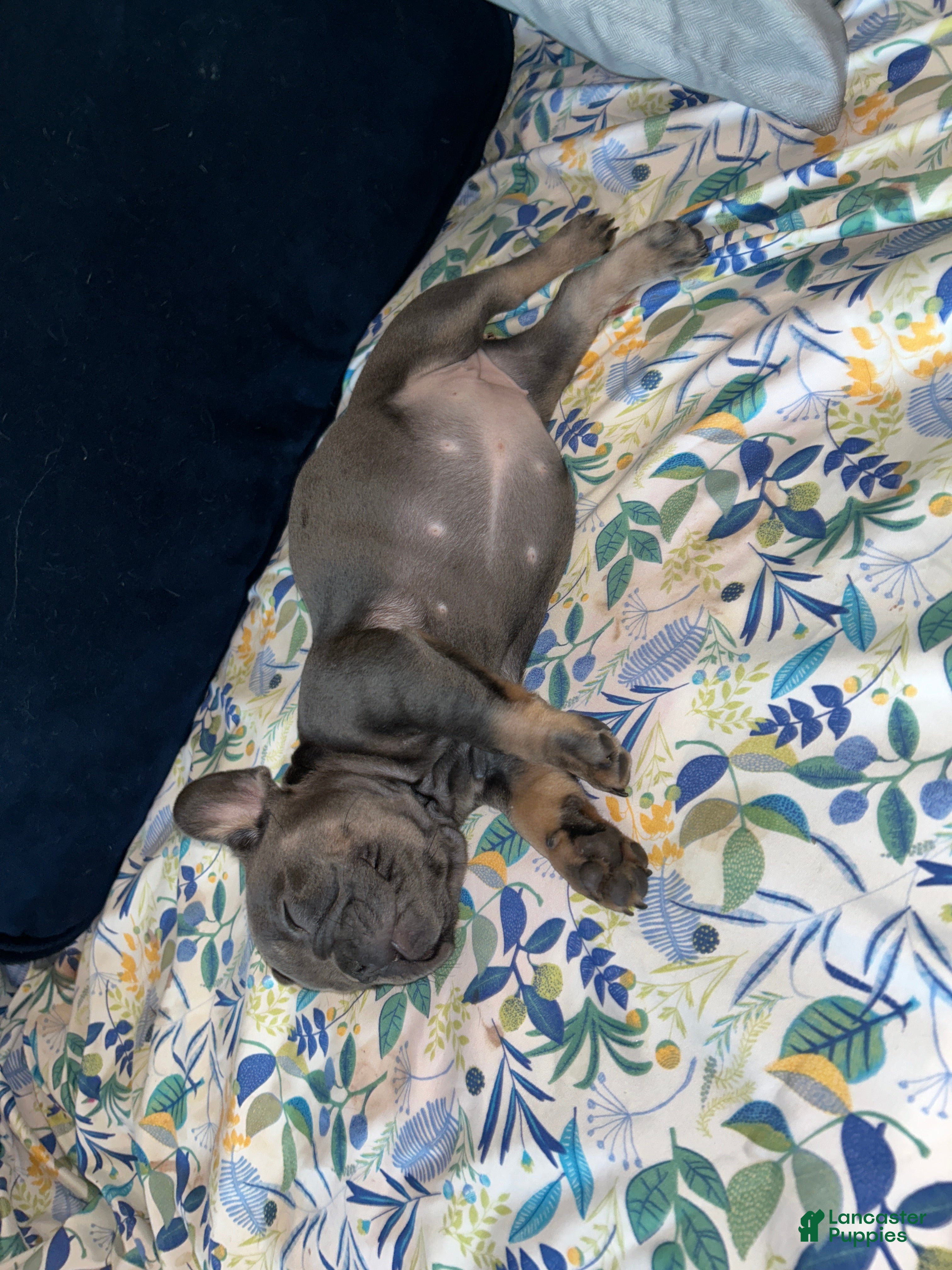 French Bulldog dogs French Bulldog Puppy 6 - Ad 30