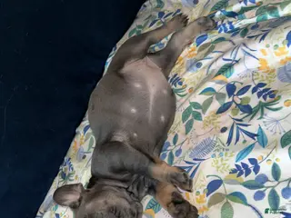 French Bulldog dogs French Bulldog Puppy 6 - Ad 23