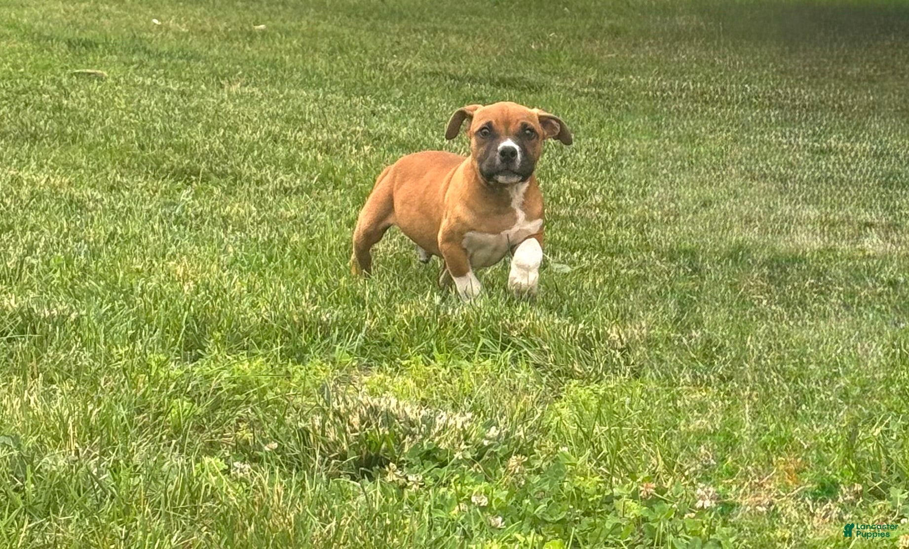 American Bully dogs American Bully Male Puppy  - Ad 1