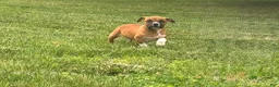 American Bully dogs for sale: American Bully Male Puppy  - Ad 1