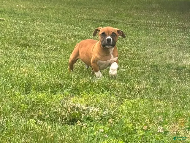 American Bully dogs for sale: American Bully Male Puppy - Ad 1