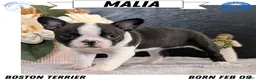 Boston Terrier dogs for sale: Malia - Ad 1