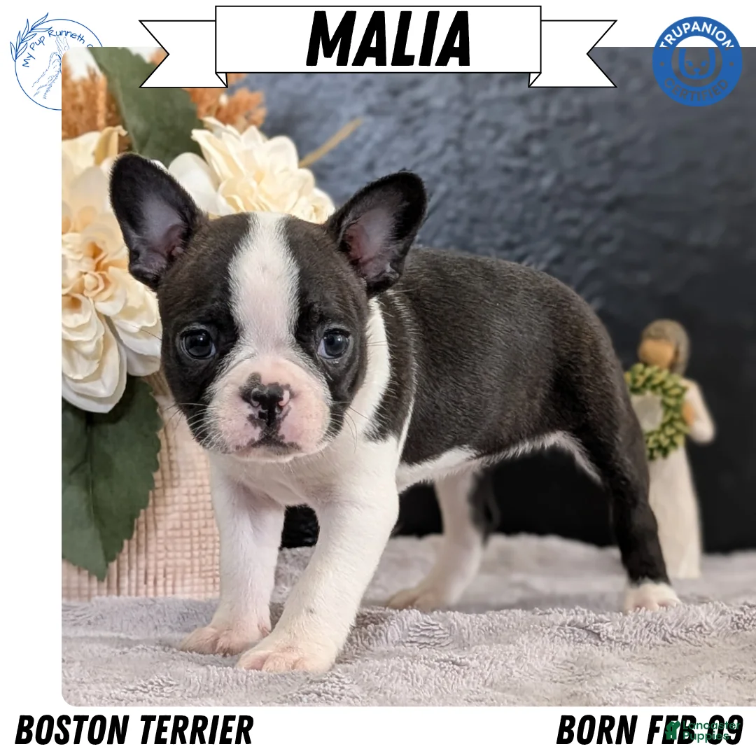 Boston Terrier dogs for sale: Malia - Ad 1