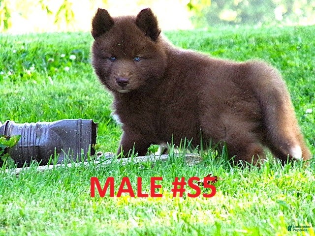 Siberian Husky dogs S5 - Ad 1
