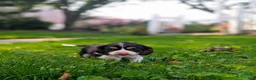 Cavalier King Charles Spaniel dogs for sale: Hilda - Ad 1
