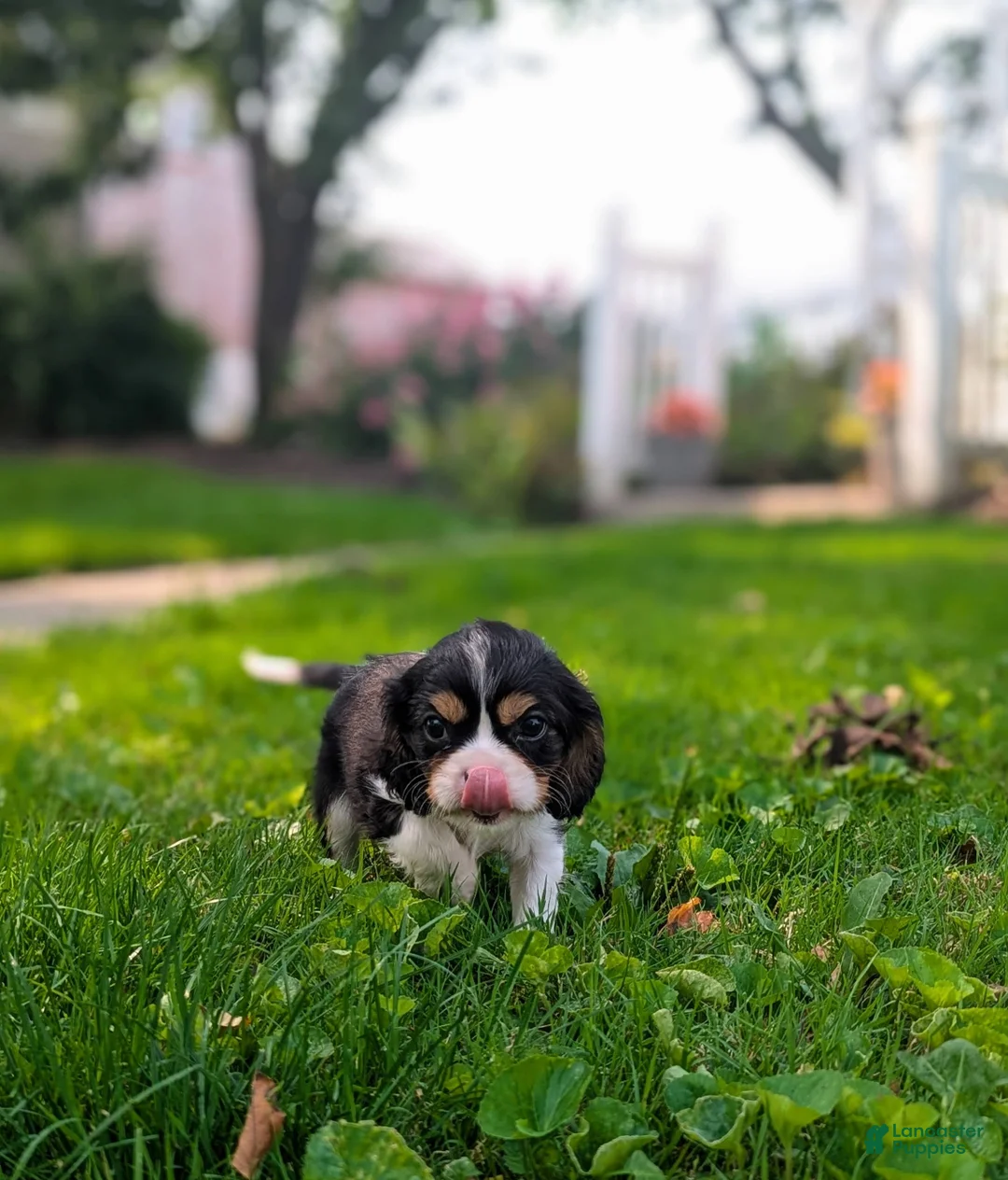 Cavalier King Charles Spaniel dogs for sale: Hilda - Ad 1