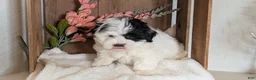 Teddy Bear dogs for sale: Gemma - Ad 8