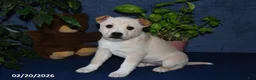 Mixed Breed dogs for sale: Bowser - Ad 3