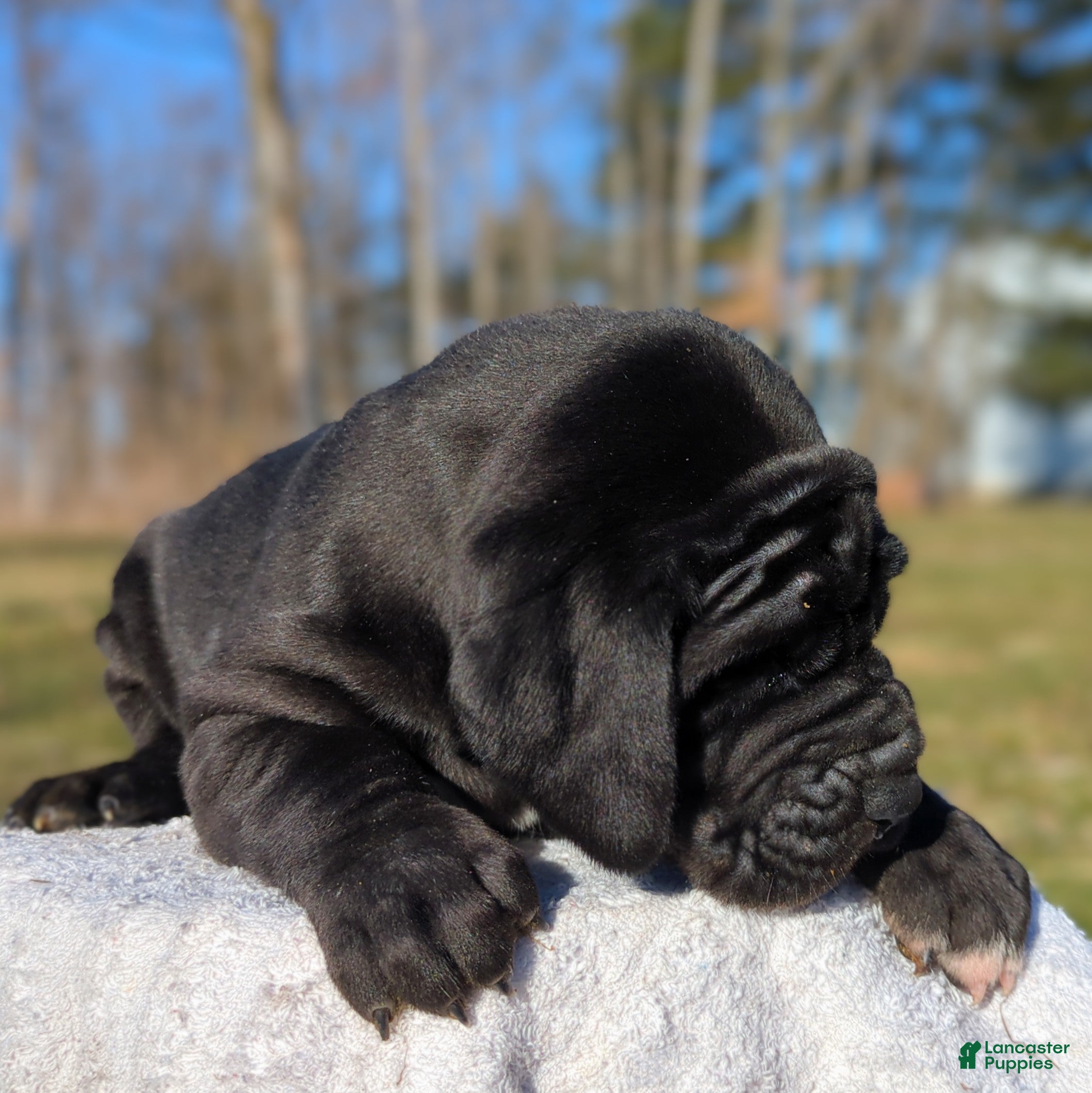 Great Dane dogs Cypress - Ad 2