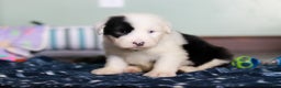 Old English Sheepdog dogs for sale: Austin - Ad 1