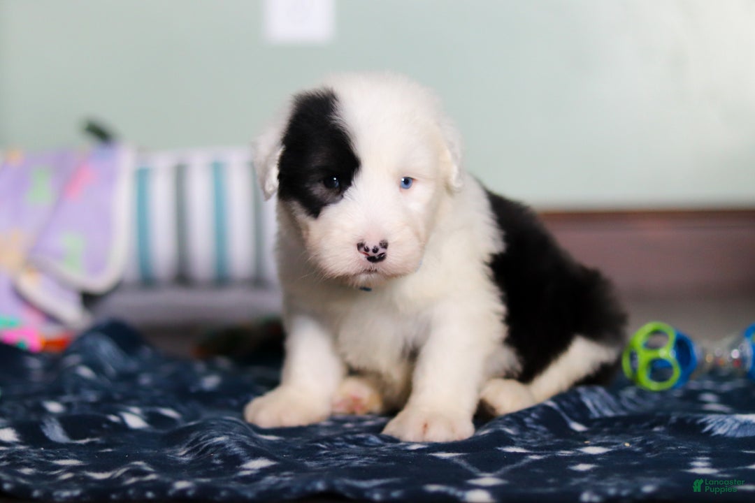 Old English Sheepdog dogs for sale: Austin - Ad 1