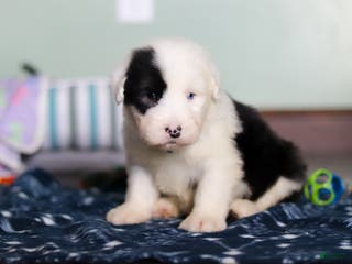 Old English Sheepdog dogs Austin - Ad 10