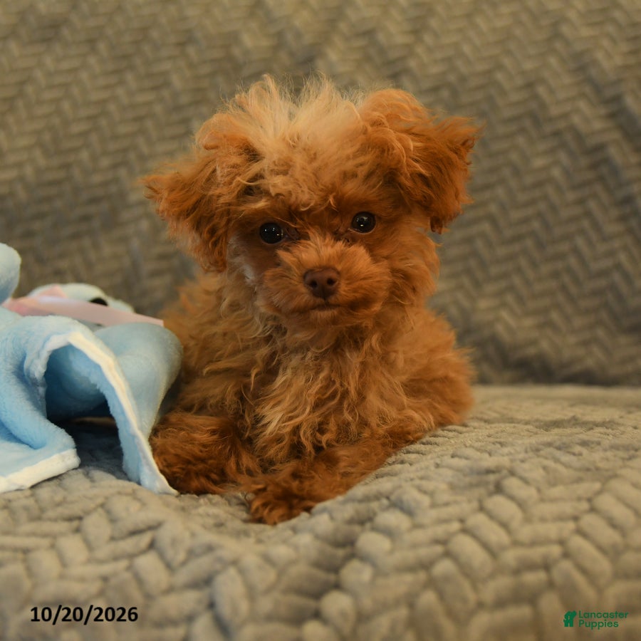 Toy Poodle dogs Jimmy - Ad 1